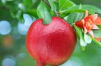 تفت؛ میزبان جشنواره انار