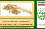 آغاز کاشت محصول گندم در مهمترین قطب تولید گندم استان