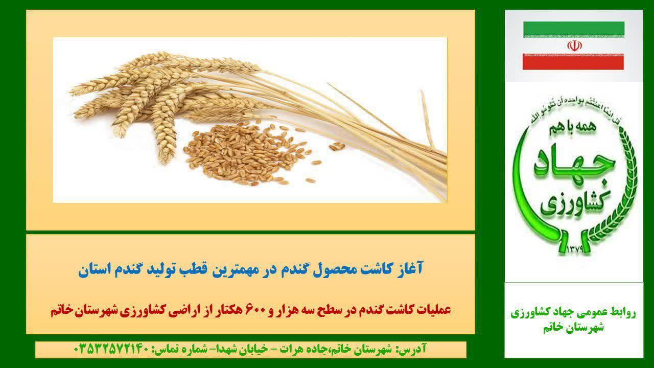 آغاز کاشت محصول گندم در مهمترین قطب تولید گندم استان