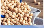 حاصلخیزی خاک در پی کاشت نخود دیم