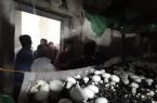 استان یزد تولید کننده ۸۰۰ تن قارچ دکمه ای در سال