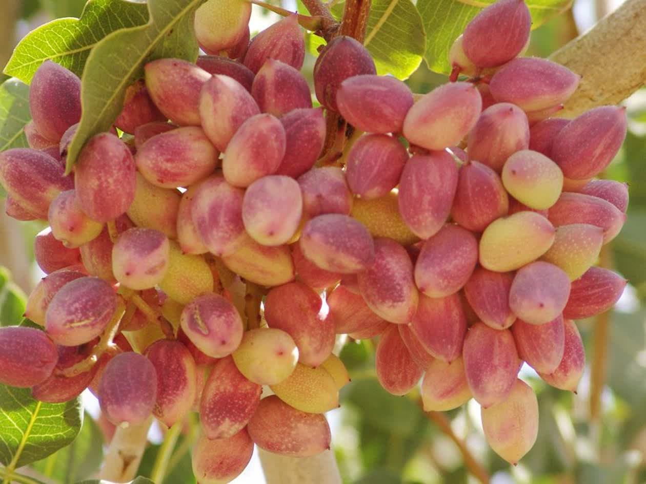 رتبه سوم تولید پسته کشور ازآن یزدی ها