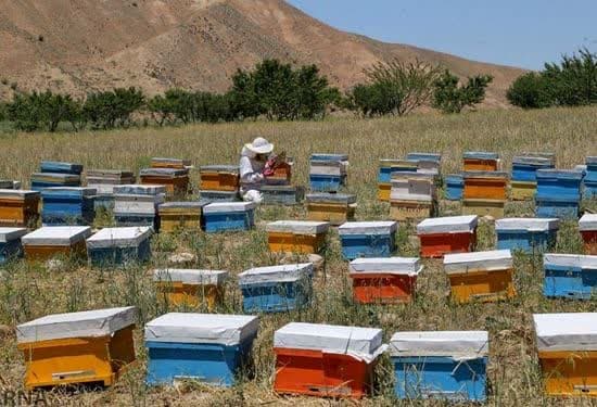 آغاز سرشماری از زنبورستان های استان یزد
